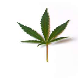An image of a green cannabis leaf with a white background.