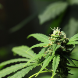 description: a photo of a cannabis plant with green leaves and buds, against a blurred background.