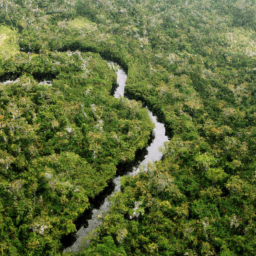 description: an aerial view of a lush green jungle with a river flowing through it.