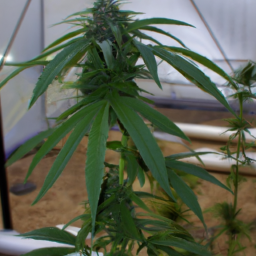 a photo of a cannabis plant growing in a greenhouse, surrounded by other plants. the plant is tall and healthy-looking, with broad leaves and several buds visible.
