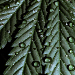 description: a close-up image of a marijuana leaf with droplets of water on it.