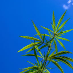 description (anonymous): a colorful image depicting a leafy cannabis plant against a backdrop of a clear blue sky. the vibrant green leaves stand out, conveying the natural beauty of the plant.