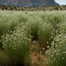 description: A field of tall green plants with small white flowers, possibly Apache Weed, growing in the foreground with mountainous terrain visible in the background.