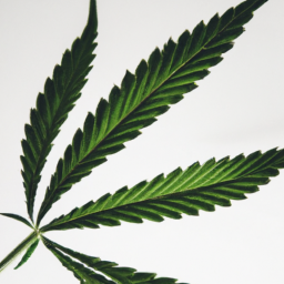 Description: A close-up of a green cannabis leaf against a white background.