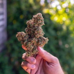 description: a person holding a marijuana plant in their hand, with blurred greenery in the background.