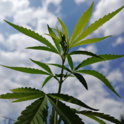 Description: A close-up of a cannabis plant in different shades of green with a blue sky and white clouds in the background.