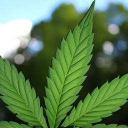 description: the image shows a close-up of a marijuana leaf against a blurred background. the vibrant green color of the leaf stands out, highlighting the distinct shape and texture. the image represents the legalization and acceptance of marijuana in ohio, symbolizing the newfound freedom for adults to possess and consume marijuana.