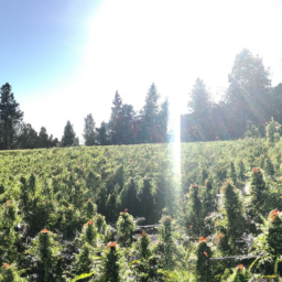 description: A bright sun hovers over a field of cannabis, signifying the growth and potential of the marijuana industry in California and beyond.