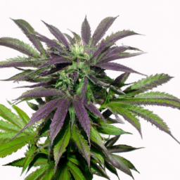 description: an image of a marijuana plant with its leaves spread out on a white background. the plant is green with some purple areas and has visible trichomes on the leaves. the image is anonymous and does not feature any recognizable faces or logos.