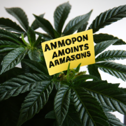 Description: A close up of green marijuana plant leaves on a white background with a black and yellow sign saying "Amazon No Longer Tests Most Applicants for Marijuana" in the center.