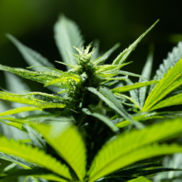 description: an anonymous image shows a close-up of a marijuana plant with vibrant green leaves and resinous buds. the plant is bathed in natural sunlight, emphasizing its beauty and potency.