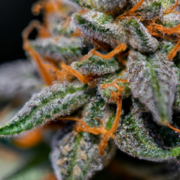 description: a close-up of a green cannabis bud with orange hairs and crystals.