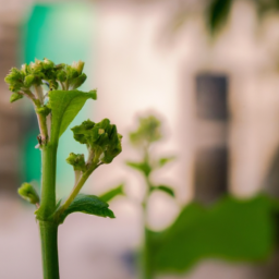 description: a photo of a green plant with leaves and buds, with a blurred background.