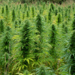 description: an anonymous image featuring a lush field of mature cannabis plants ready for harvest. the plants are tall and full of vibrant green leaves, indicating their health and readiness. the image showcases the beauty and potential of a successful cannabis harvest.