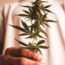 description: an anonymous photo of a person holding a marijuana plant.