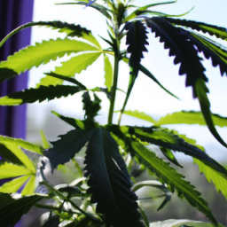 description: an image of a cannabis plant growing in a pot on a windowsill, with the sun shining through the leaves. the plant is healthy and vibrant, with green leaves and a strong stem.
