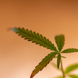 description: a close-up photograph of a cannabis leaf against a blurred background.